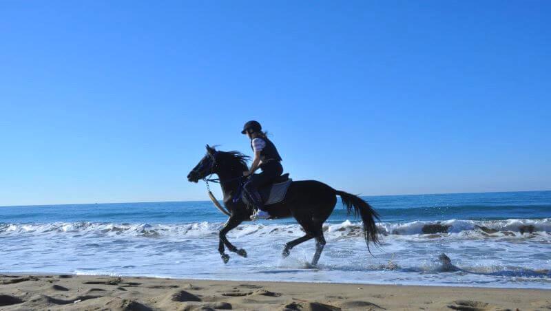 Horse Safari